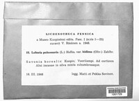 Lobaria pulmonaria image